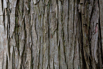 Tree bark