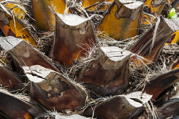 a fragment of the trunk of a palm tree
