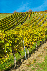 Naklejka premium Weinberge im Herbst in Österreich
