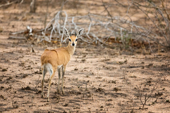 Steenbok in Kruger
