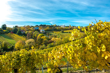 Siedlung mit Häusern am Weinberg im Herbst in Österreich