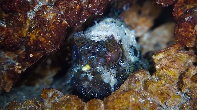 Black scorpionfish (Scorpaena porcus) feeding