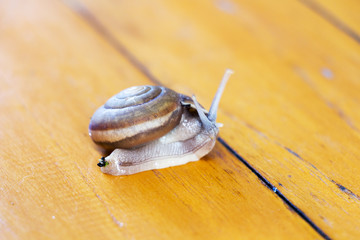 Snail crawling on a wooden floor.