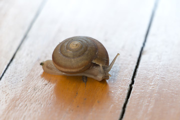 Snail crawling on a wooden floor.