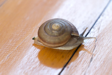 Snail crawling on a wooden floor.