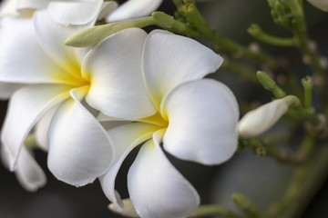 Fototapeta na wymiar White flowers in the garden
