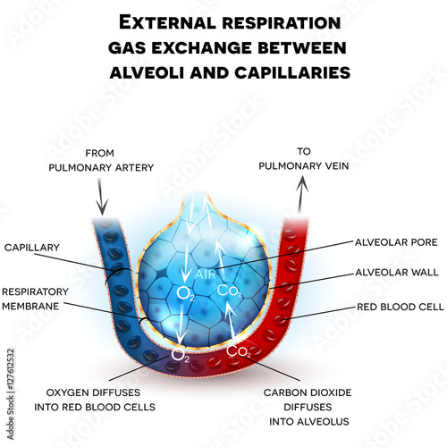 "Alveoli anatomy, external respiration gas exchange between alveoli and