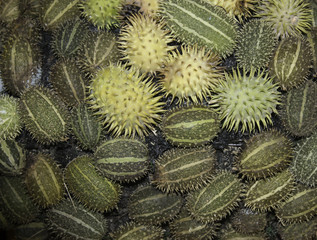 Fototapeta premium spikey fruits