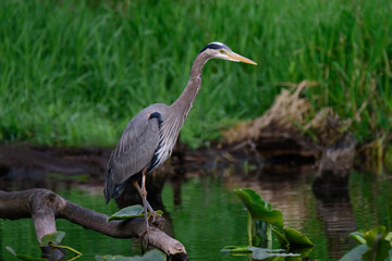 Great Blue Heron 