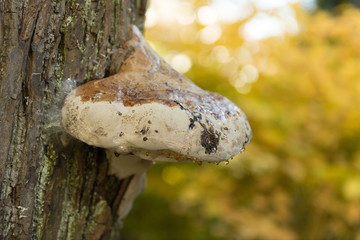 Pilz am Baumstamm