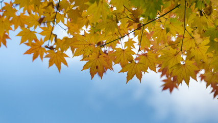 Herbstlaub und blauer Himmel