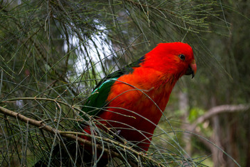 Red parrot in a tree