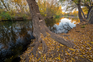 Ladder leads up the trunk of an autumn tree on river