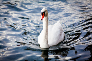 Naklejka premium White Swan on the Lake. Swan on water. Mute swan