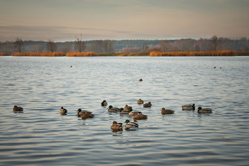 Jesień nad jeziorem © Mariusz Stoszewski