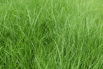 Wiese - Gras nah grün lang gewachsen  