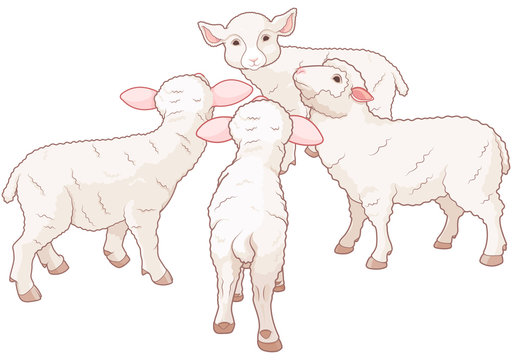 Sheep Group