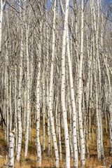Fototapeta premium Autumn Aspen forest with white bark and blue sky