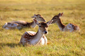 Fallow deer trio in natural environment