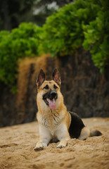 German Shepherd dog lying on the beach sand