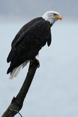 Bald eagle sitting on stick