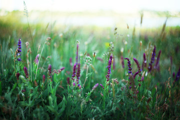 шалфей трава