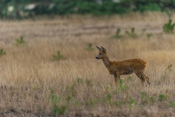 Aufmerksames junges Reh im Nationalpark De Hoge Veluwe