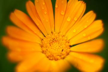 желтая ромашка, солнце на земле