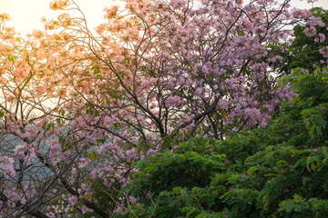 Flower (Pink trumpet tree)