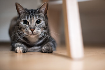 Gray european shorthair getting ready to pounce