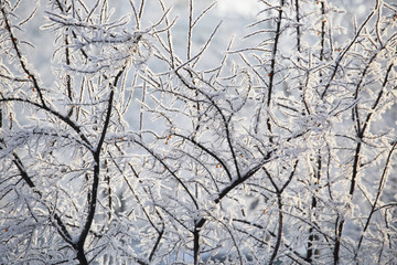 Hoarfrost on trees