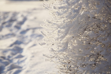 Hoarfrost on trees