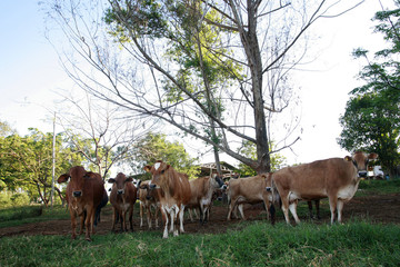 Fototapeta premium cows