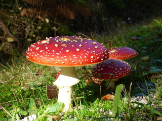 champignon