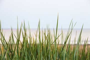 grass and sand on the beach in Latvia on a cloudy windy day