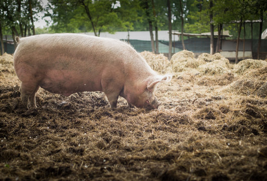 Pig is grazing on the ground in a sanctuary for freed animal