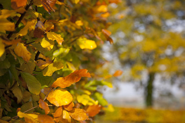 Autumn Background