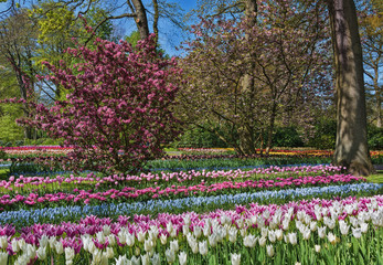 Multi-colored species of flowers in the park