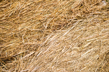 Hay bales texture background. Straw rolls
