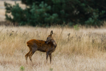 Reh kratzt sich den Rücken