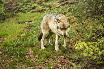 Obraz na płótnie Canvas European wolf, Europaeischer Wolf, Canis lupus, wolf, CZECH REPUBLIC