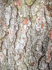 Natural texture of a tree bark