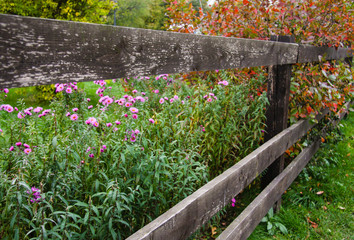 Fototapeta na wymiar Wooden fence and violet flowers