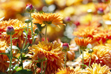 Orange chrysanthemums on a flower bed