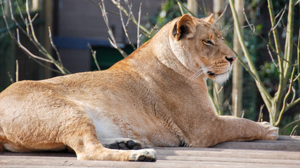 Lioness