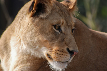 Lioness