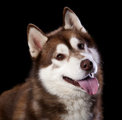 Siberian Husky puppy