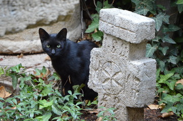 Czarny kot i kamienny krzyż - obrazy, fototapety, plakaty