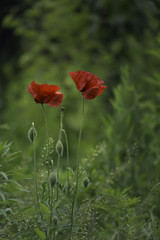 Poppy in field
