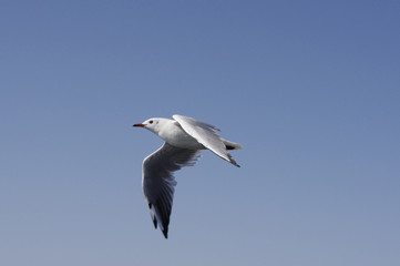 Seagull.